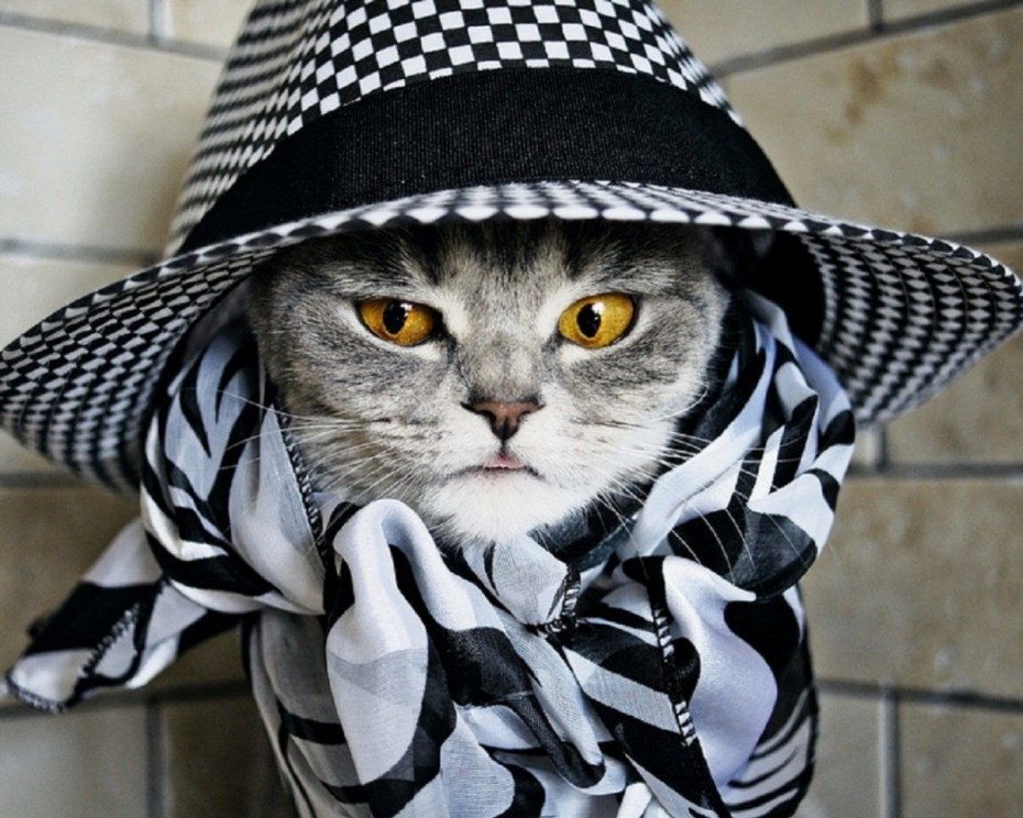 Кот в шапке
