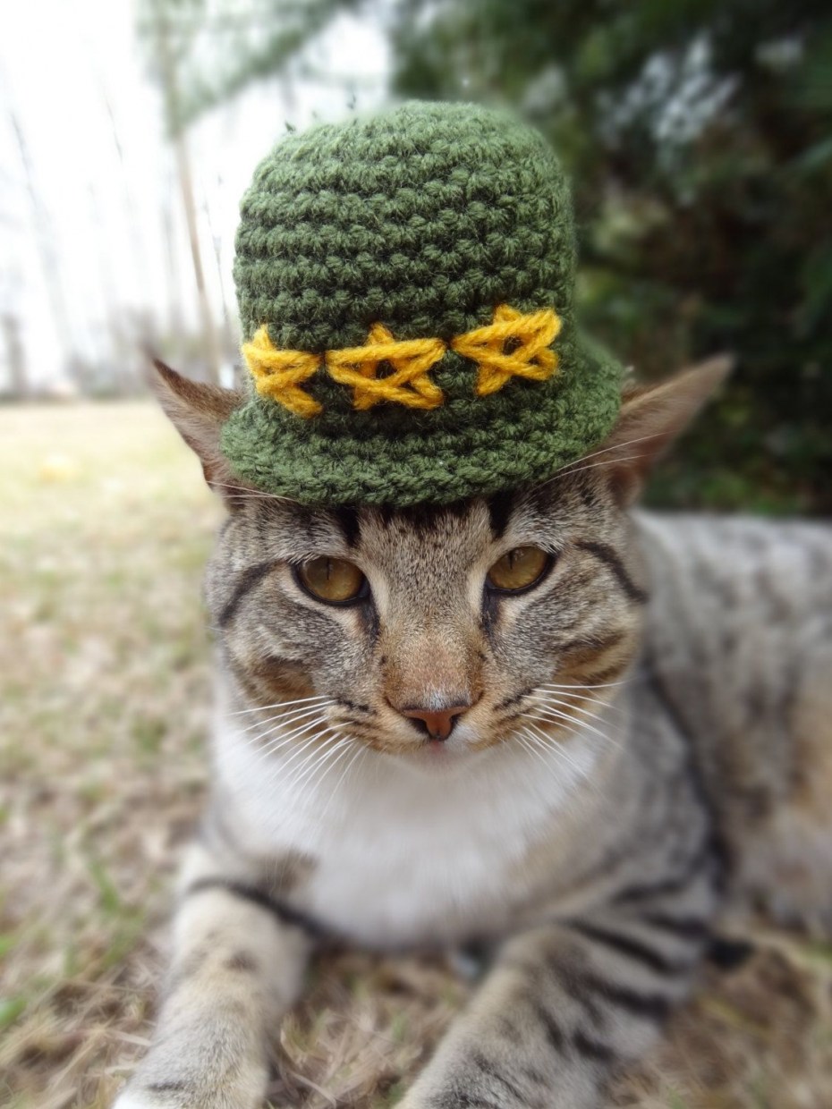 Шапочки для котиков