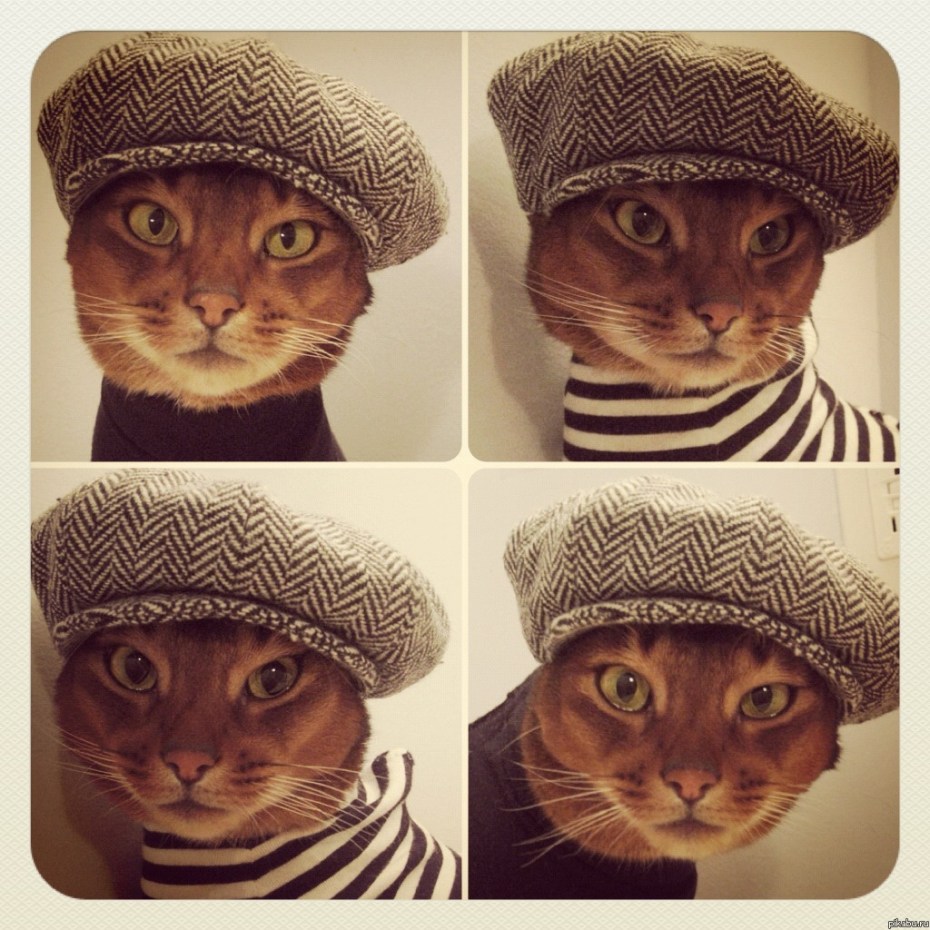 Кот в беретке