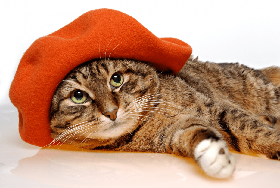 Коты в беретах
