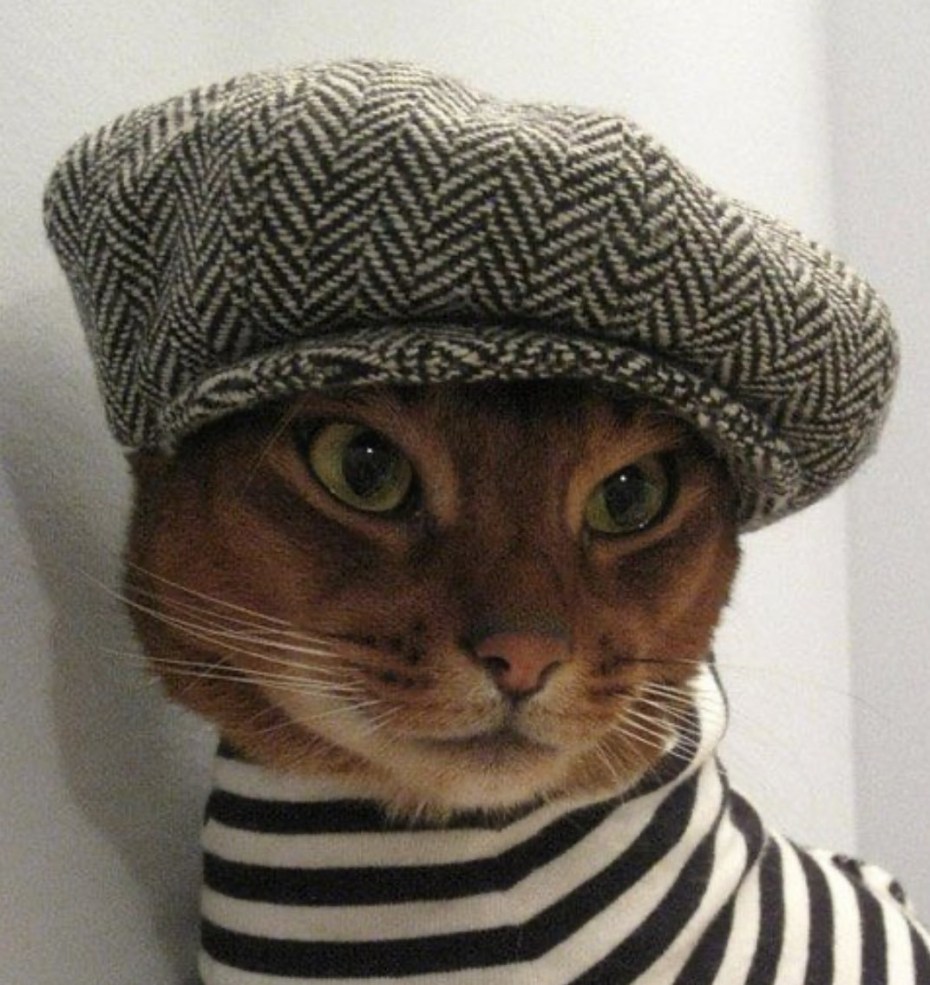 Котик в шляпе