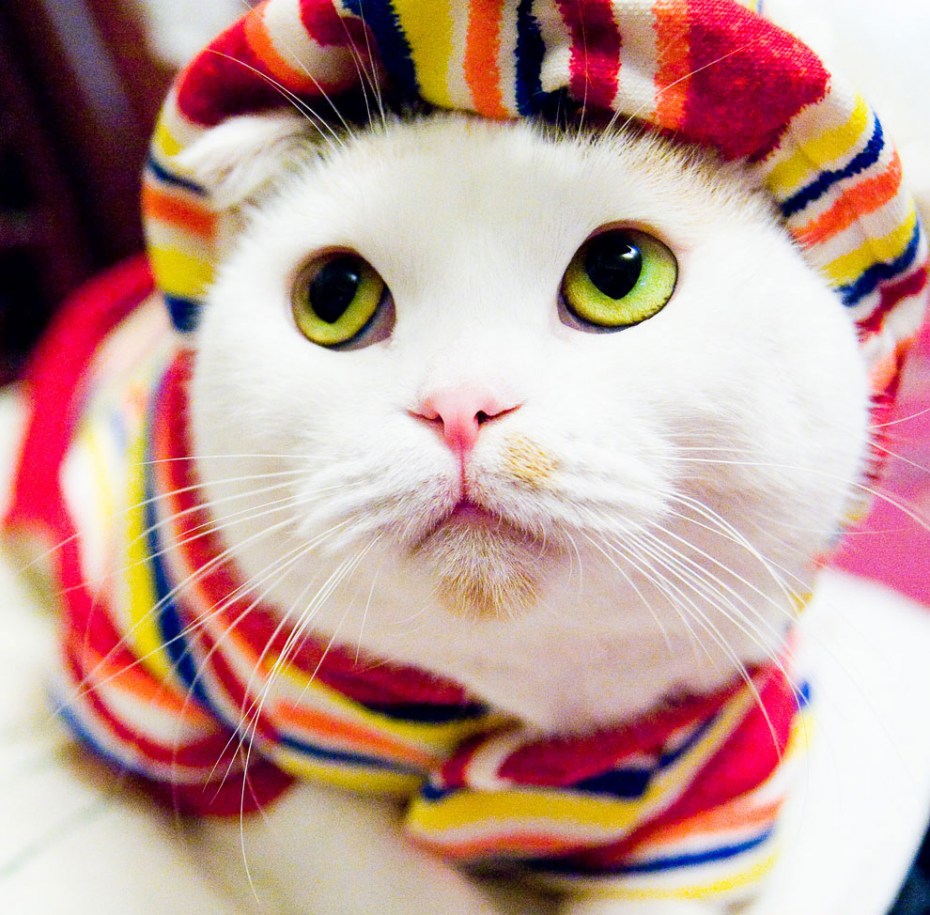 Шапочка котика
