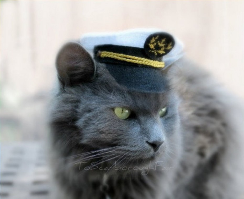 Кот в костюме