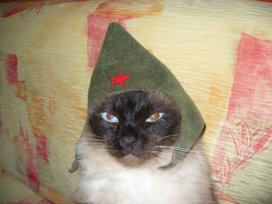 Котик в военной форме