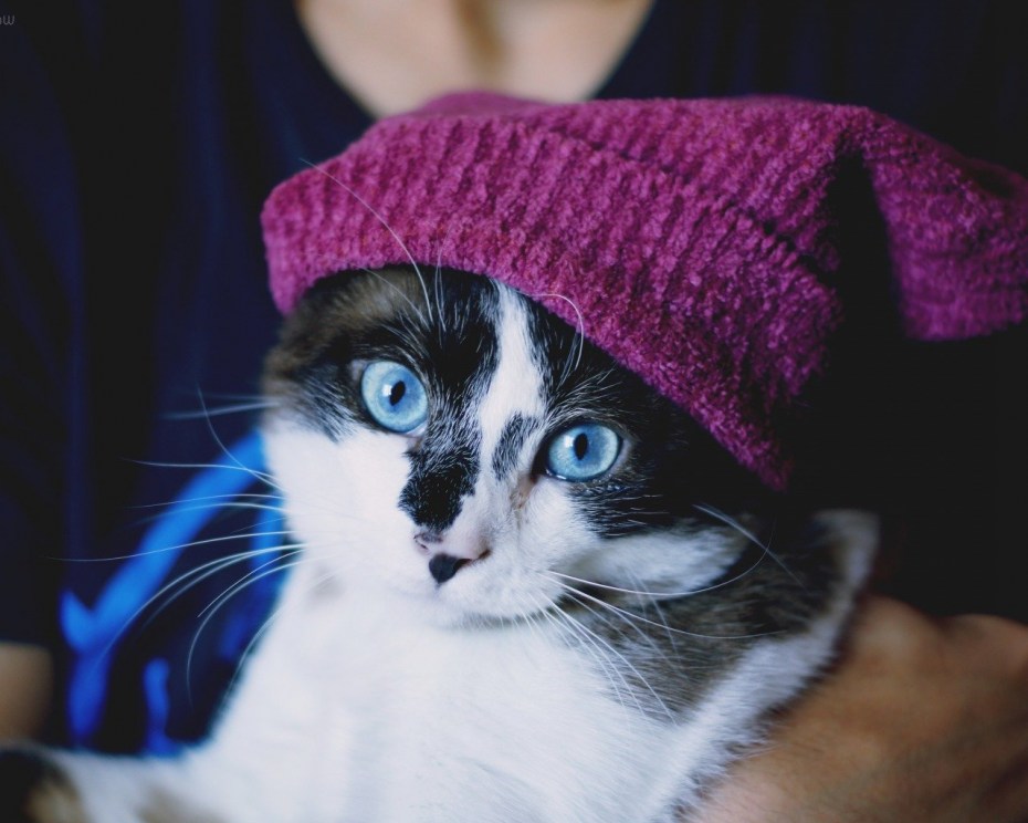 Военные коты