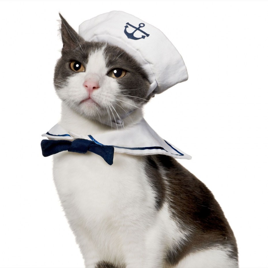 Котик в военной форме