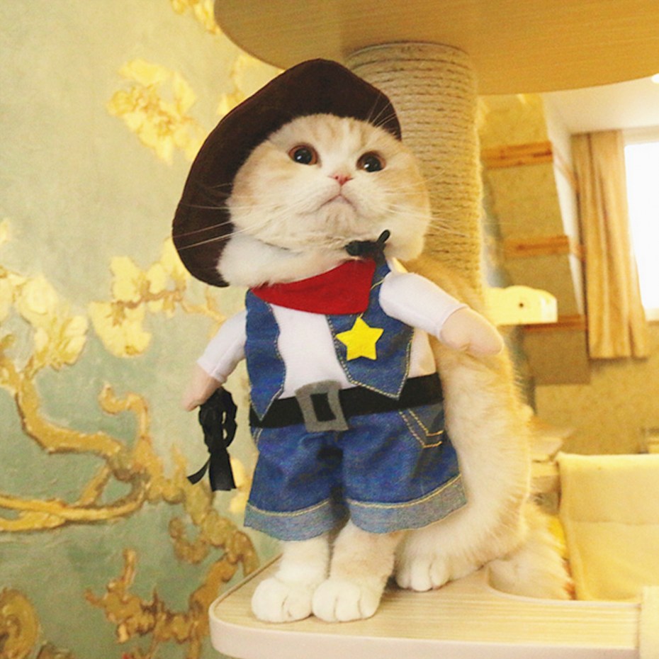 Кот в шапке