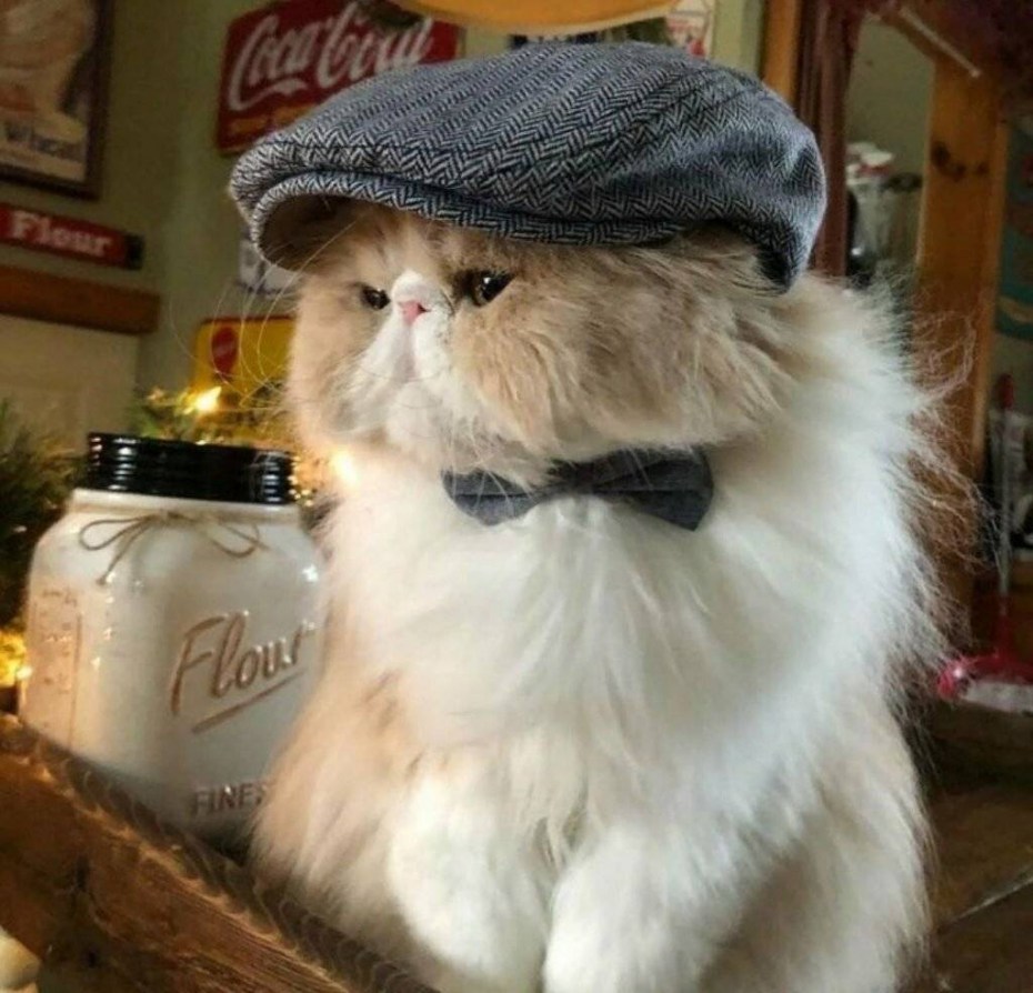 Прически для кошек