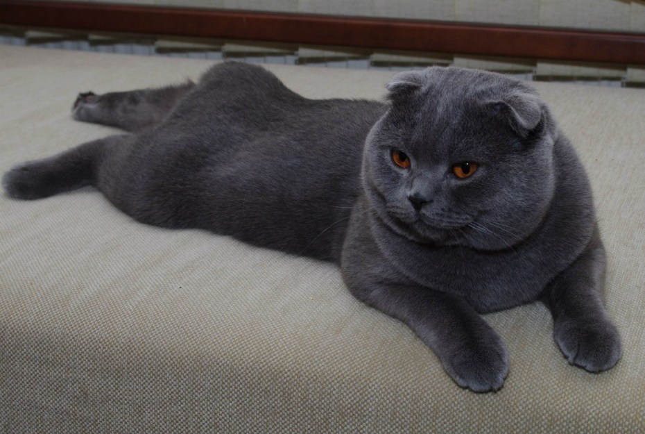 Шотландский вислоухий котенок голубой