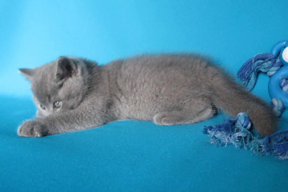 Шотландский вислоухий котенок голубой