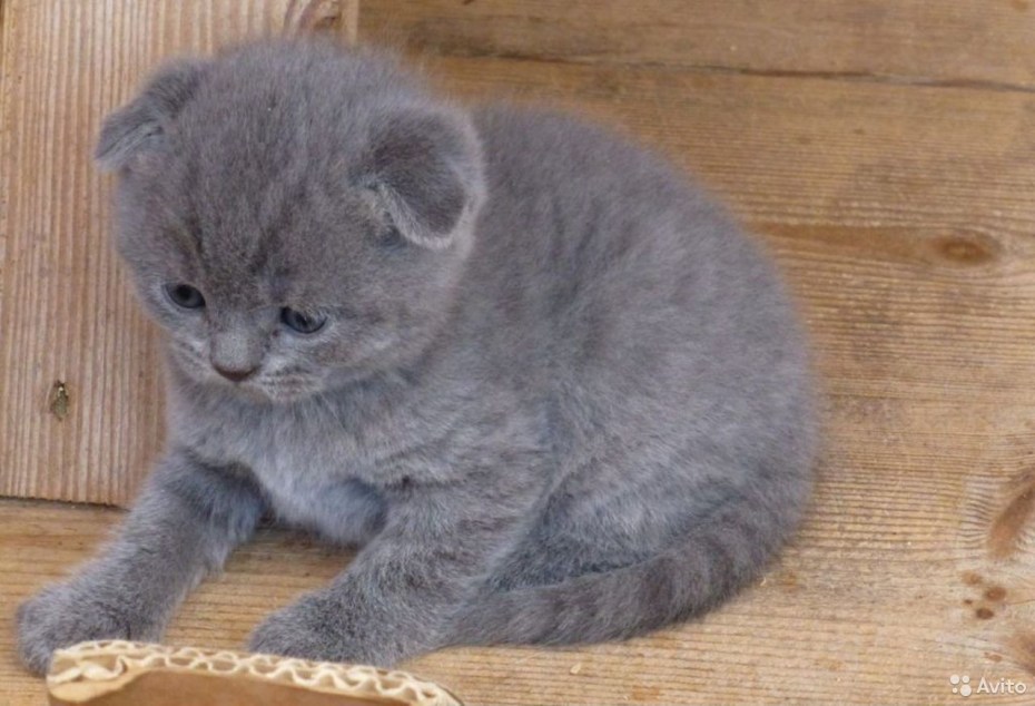 Шотландская вислоухая кошка голубая