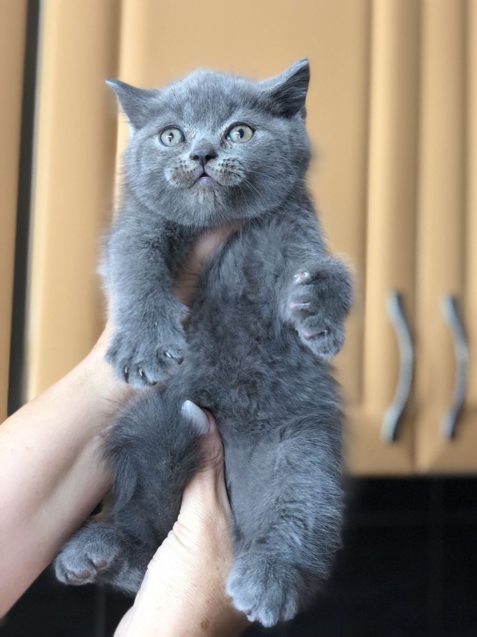 Британский прямоухий кот голубой