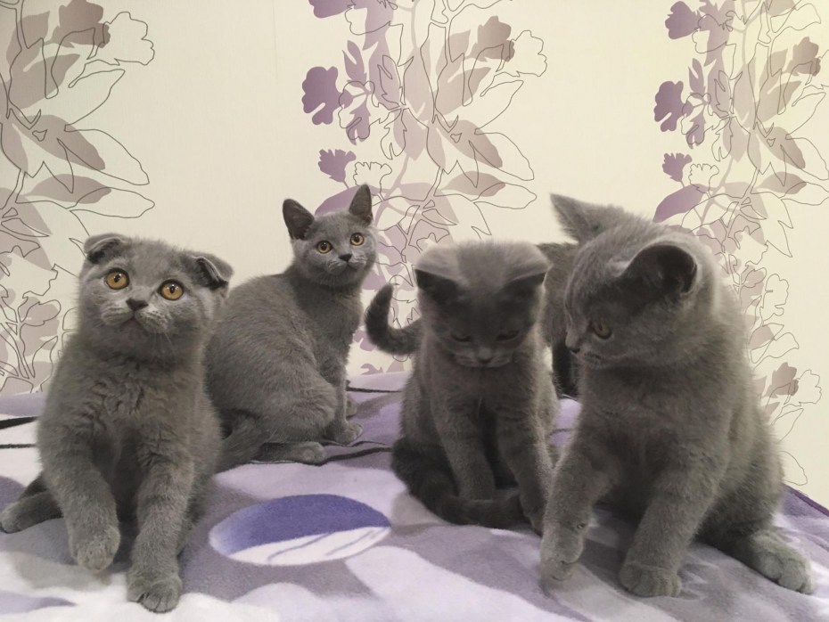 Шотландские котята прямоухие серые