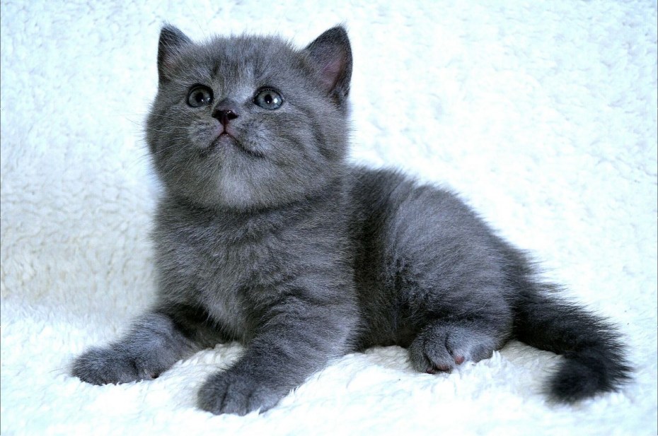 Серый котенок шотландец