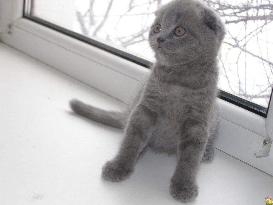 Шотландская вислоухая кошка голубая