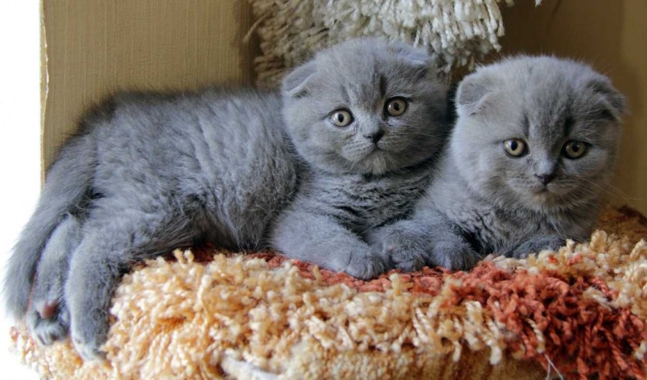 Шотландская вислоухая кошка голубая короткошерстная