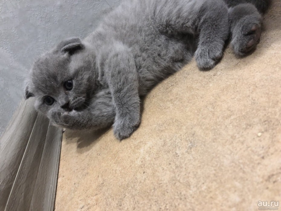 Шотландские котята прямоухие голубые