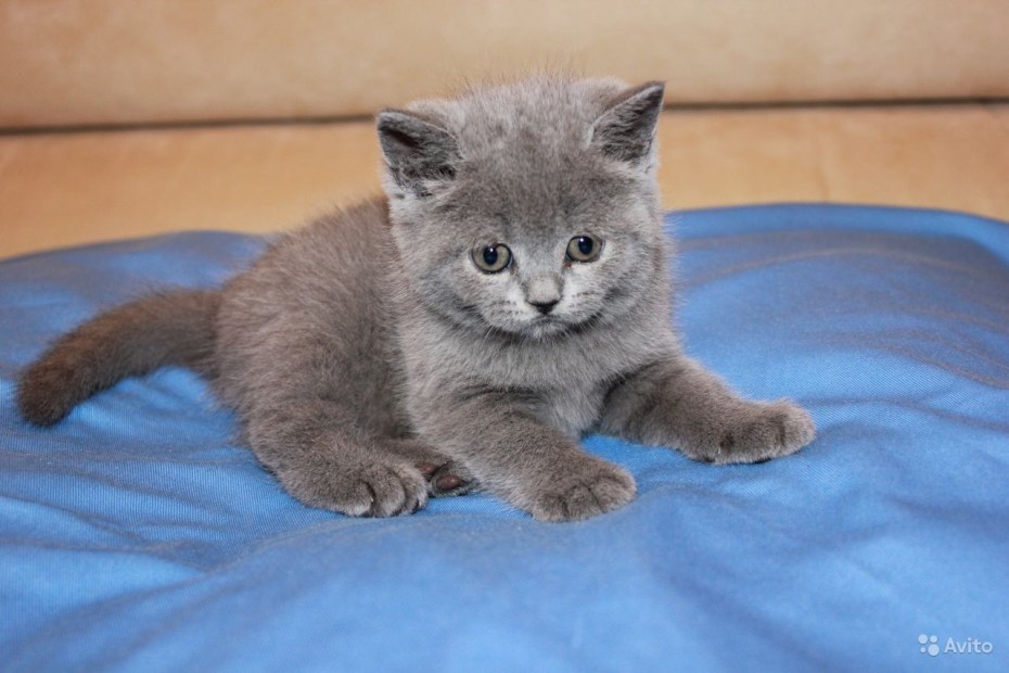 Шотландский вислоухий котенок серый