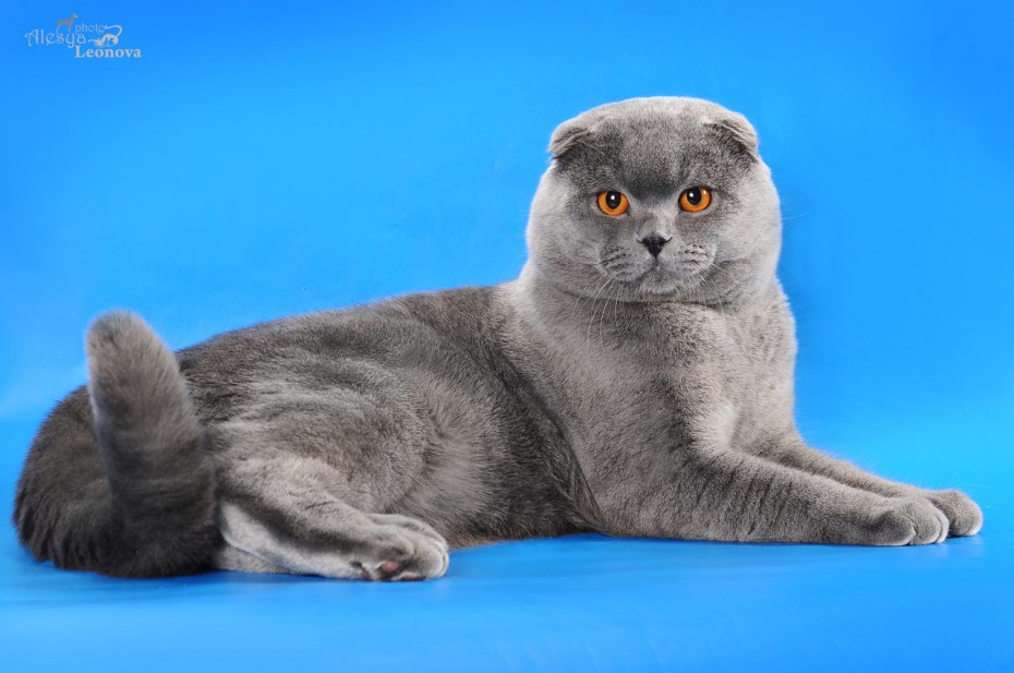 Вислоухие котята