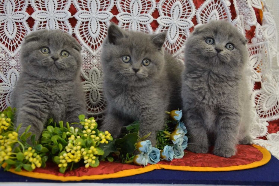 Британский вислоухий кот