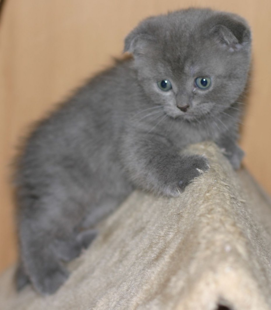 Шотландская голубая кошка прямоухая
