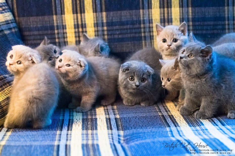 Кошка Шотландская вислоухая голубой Солид