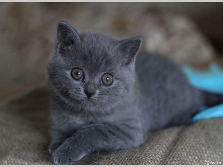 Шотландская вислоухая кошка голубой табби