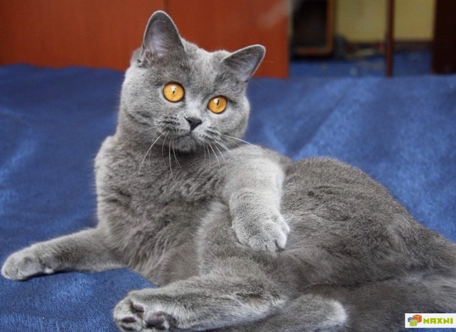 Двое шотландских котов