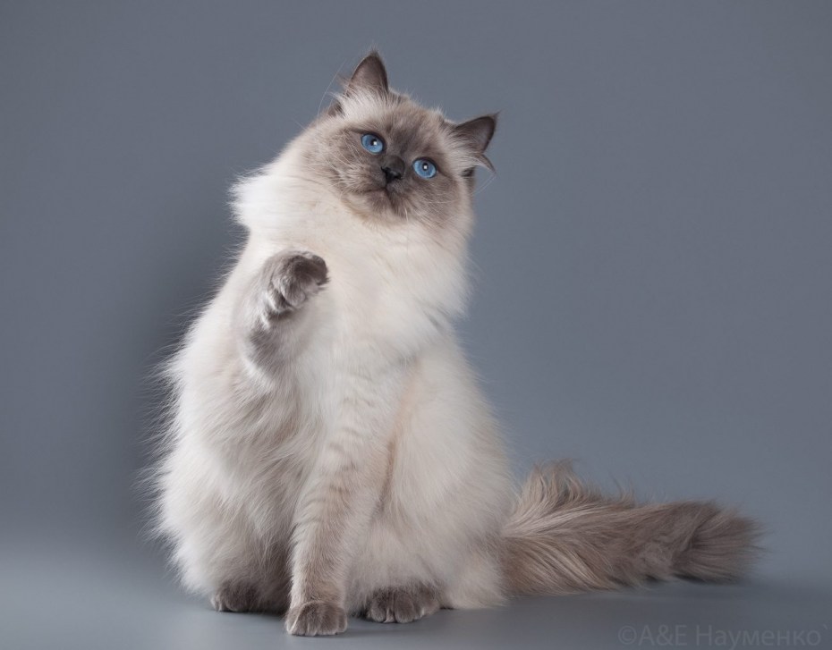 Коты породы Невская маскарадная