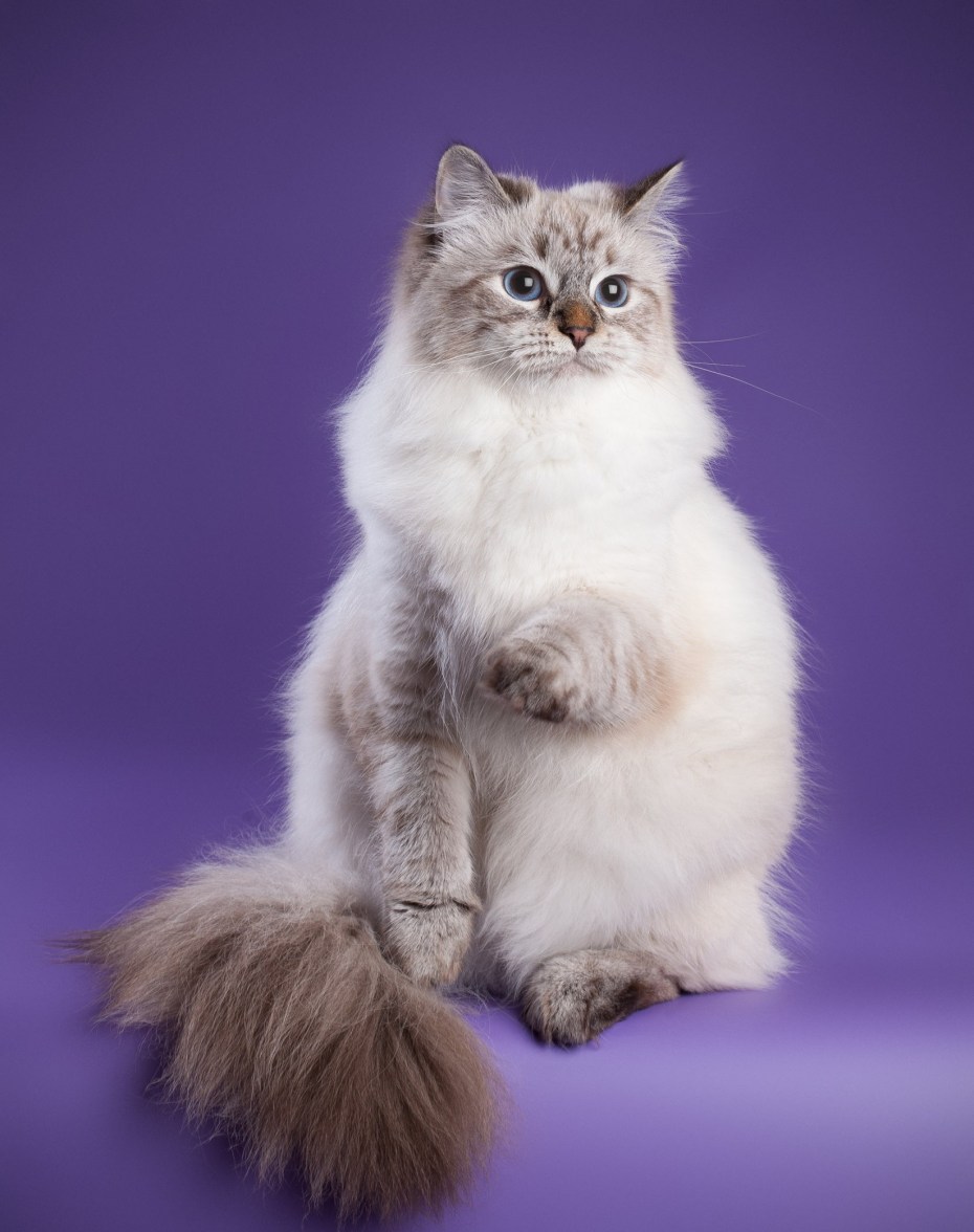 Невская маскарадная кошка