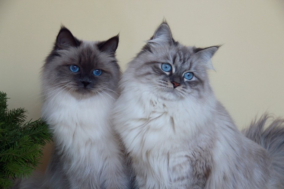 Невская маскарадная кот