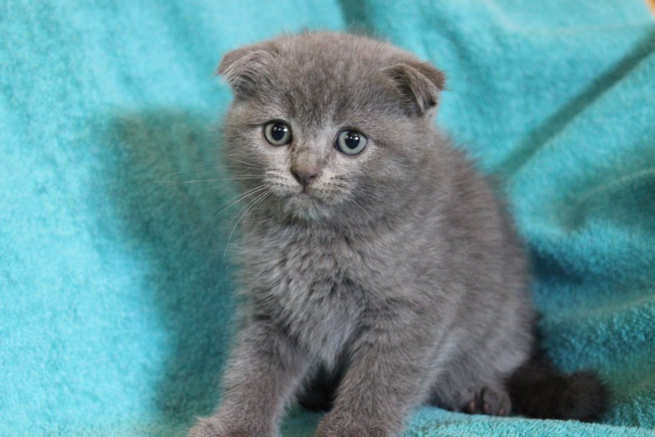 Шотландские вислоухие котята