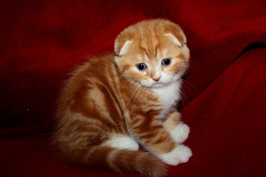 Шотландская вислоухая кошка