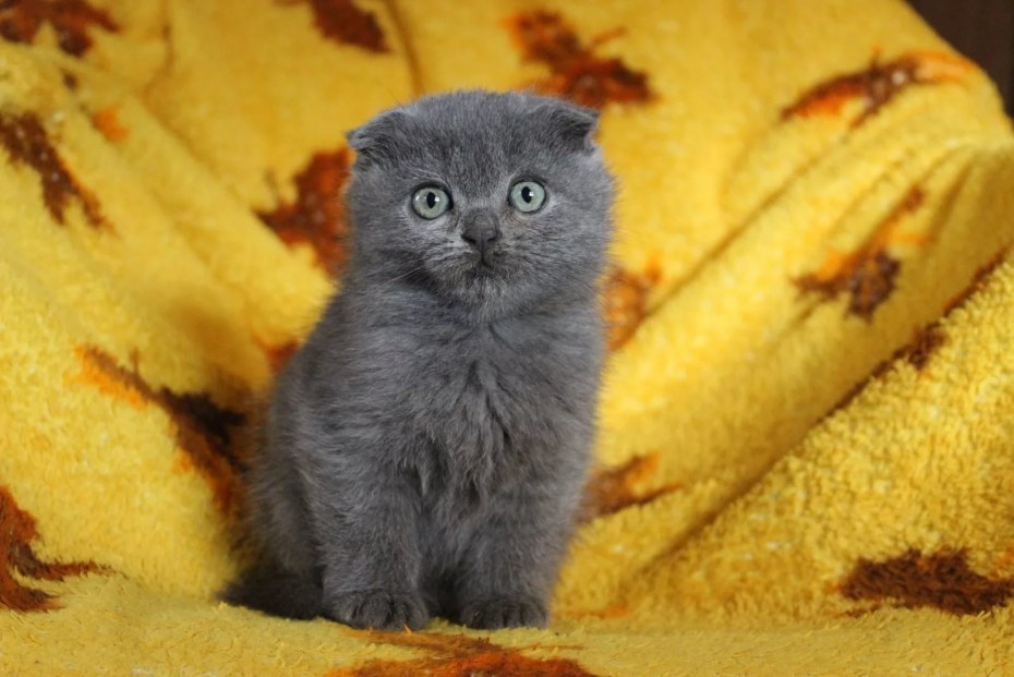 Кот скоттиш-фолд полосатый