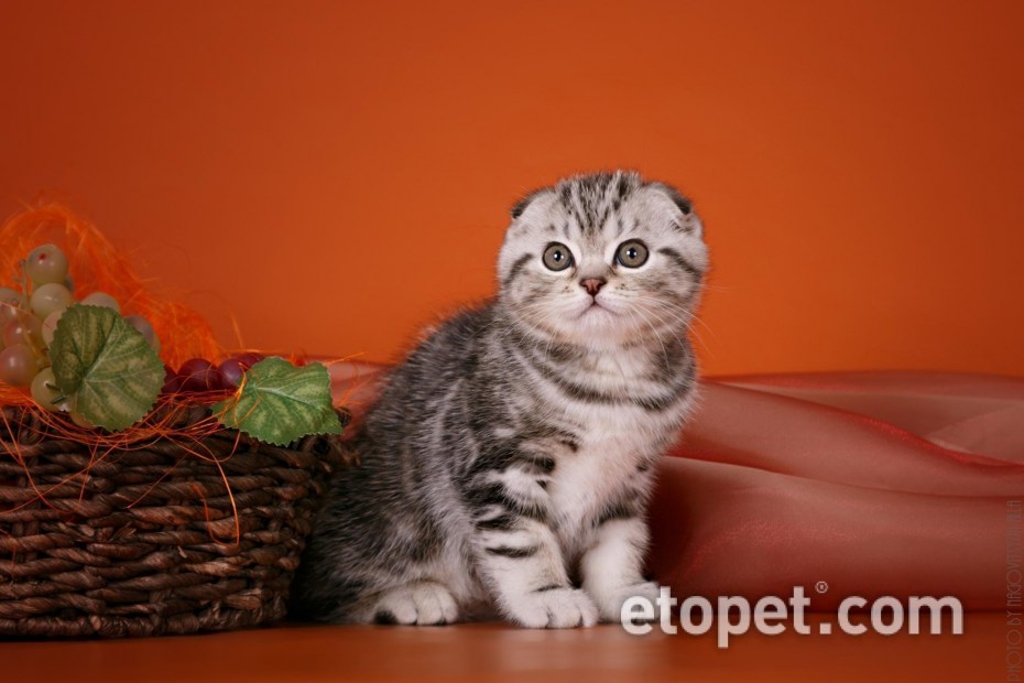 Скоттиш фолд серый