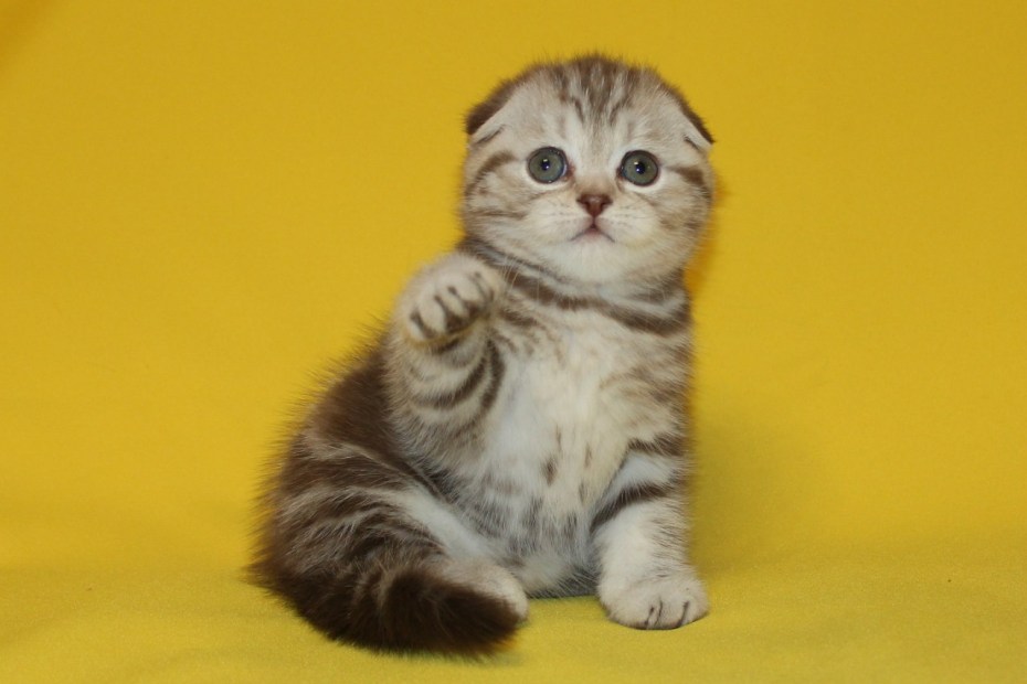 Британский вислоухий кот