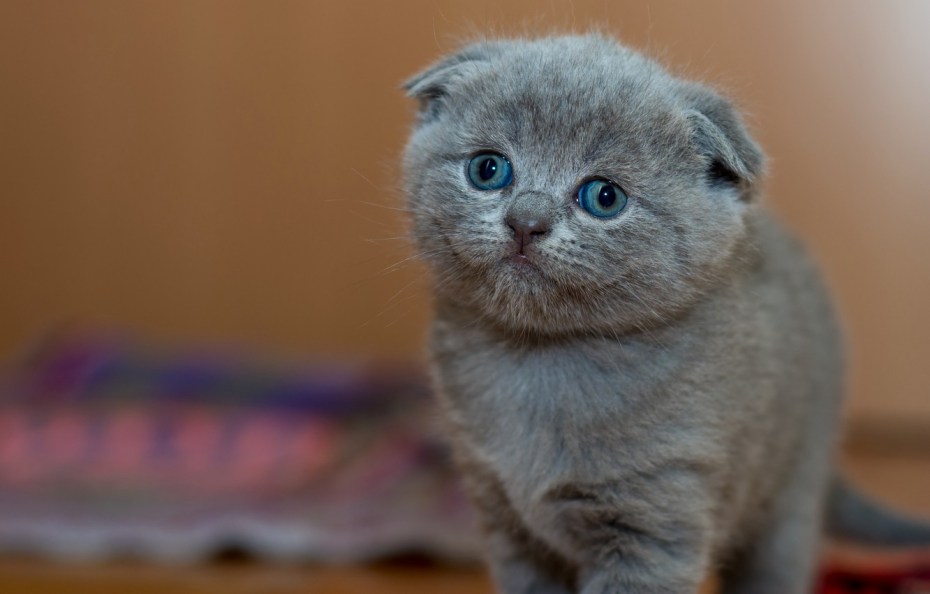 Скоттиш фолд голубой котенок
