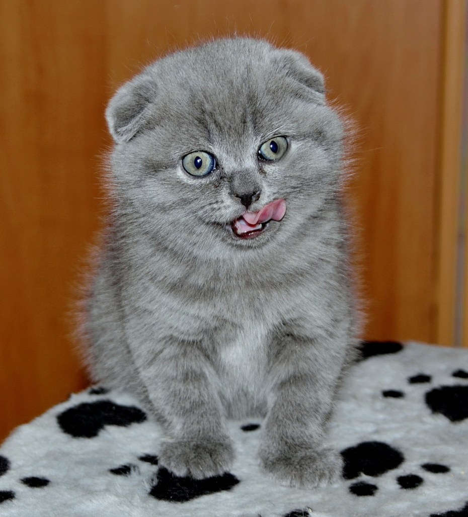 Шотландская вислоухая кошка