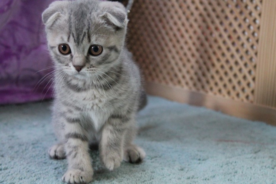 Британский вислоухий котенок серый