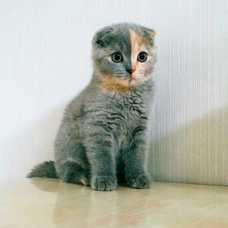 Шотландские вислоухие котята