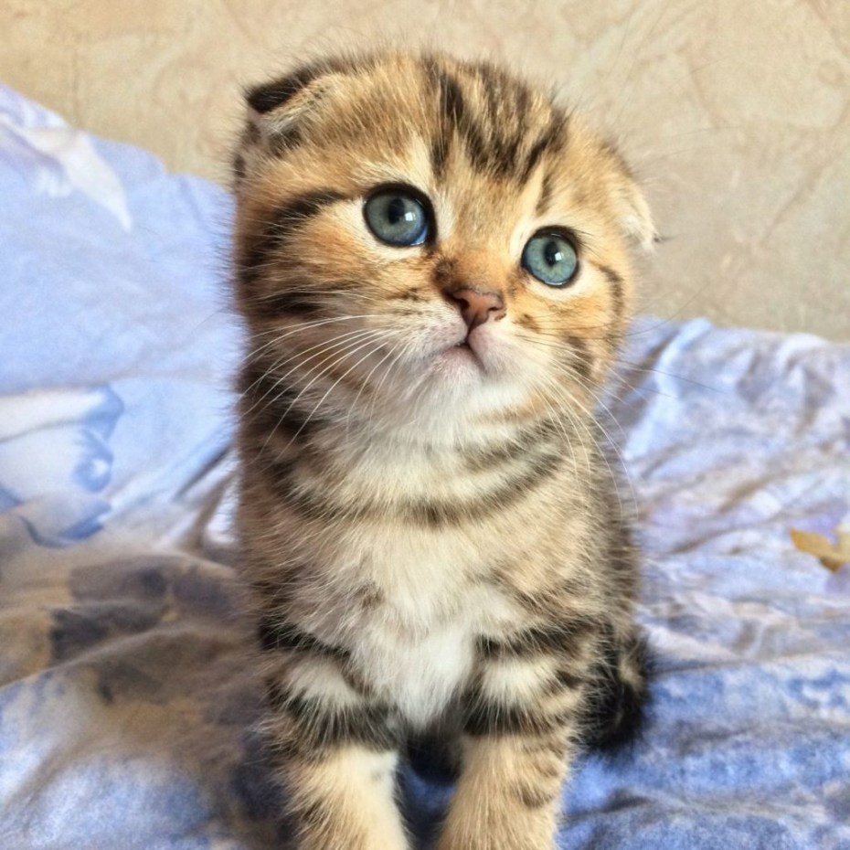 Шотландская вислоухая кошка маленький