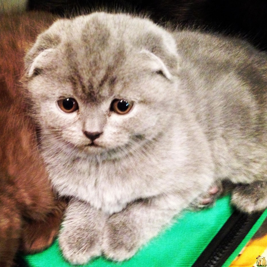 Шотландская вислоухая кошка маленький