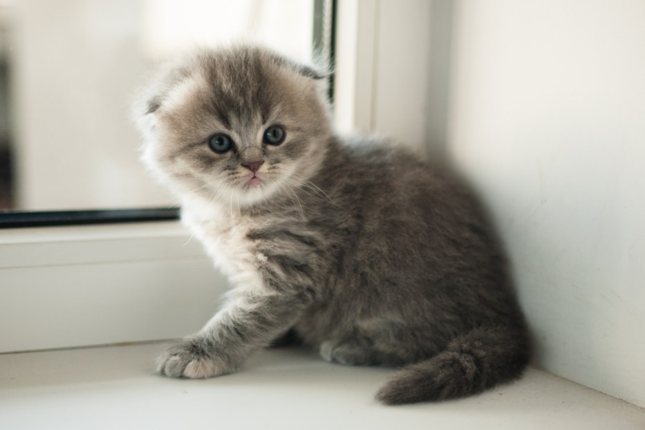Шотландская вислоухая кошка котенок