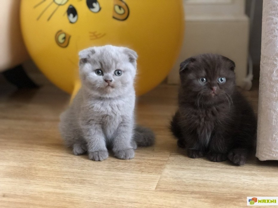 Британский вислоухий котенок серый