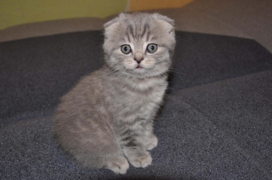 Котята скоттиш фолд маленькие