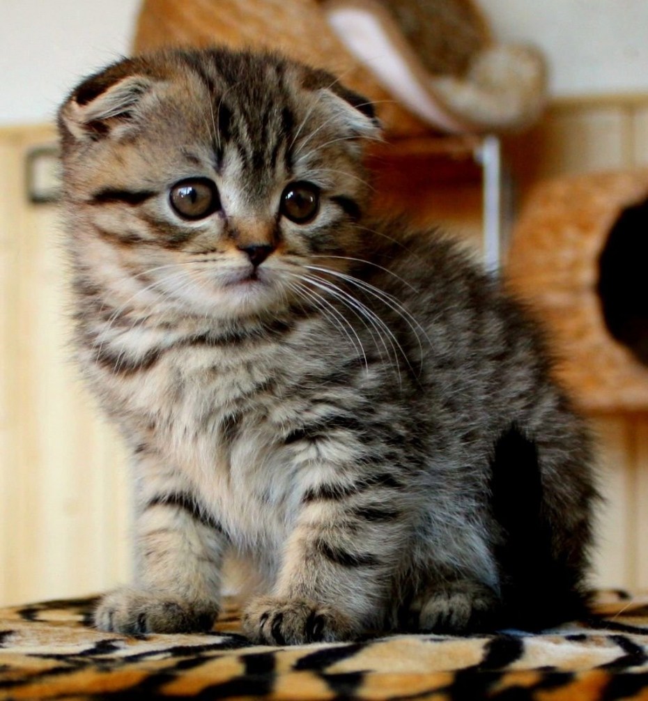 Вислоухие котята шотландцы