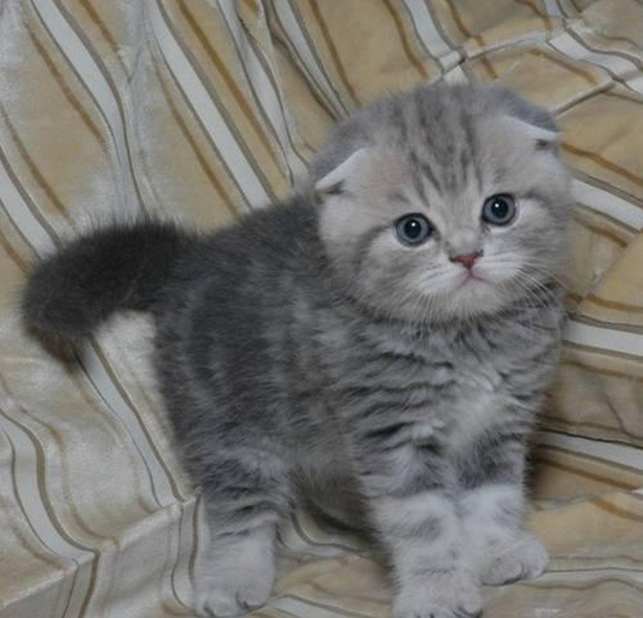 Скоттиш-фолд Шотландская вислоухая кошка