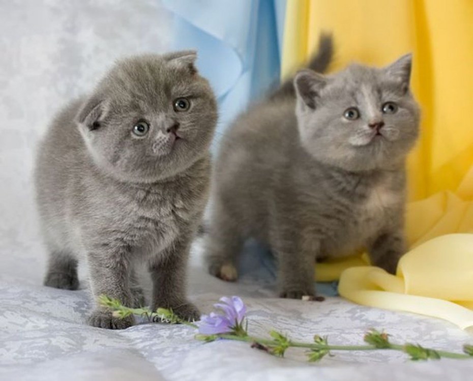 Кошки породы Шотландские вислоухие и котята