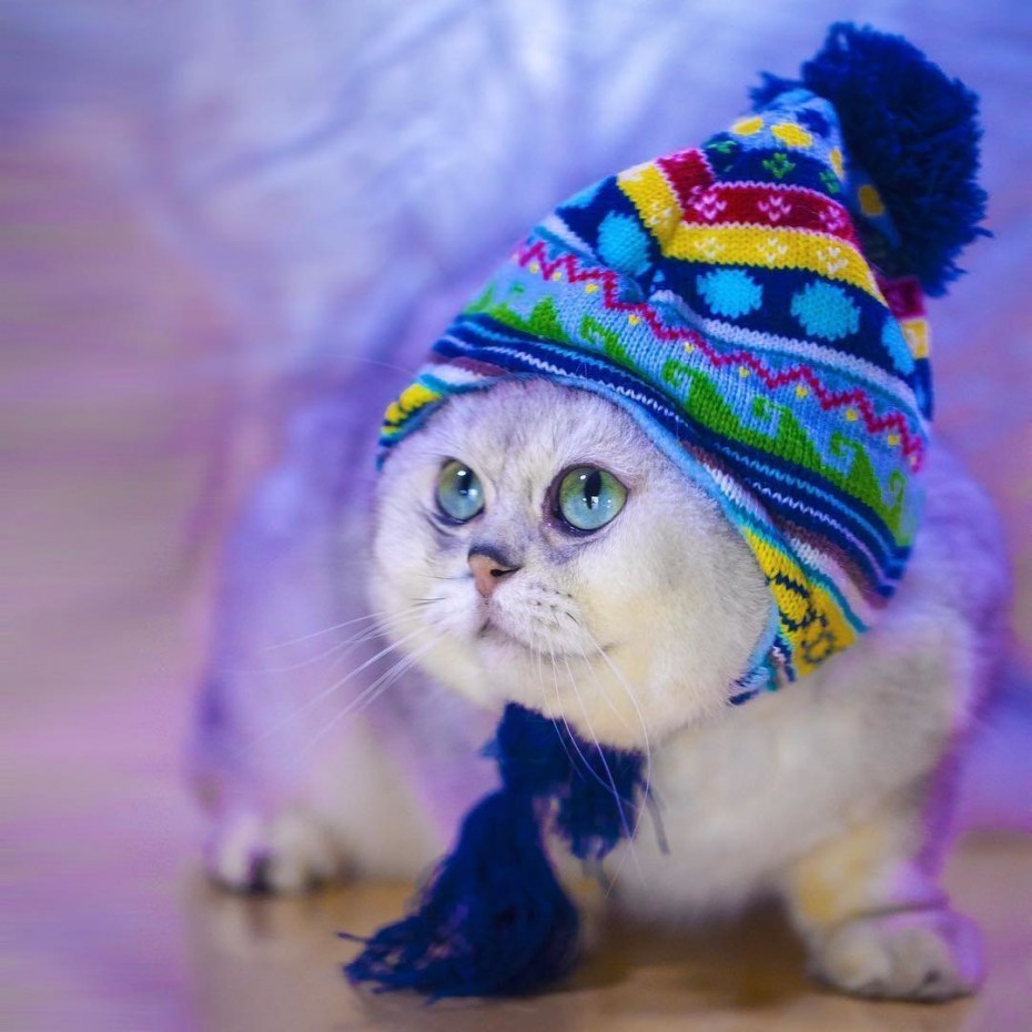 Шапочка котика