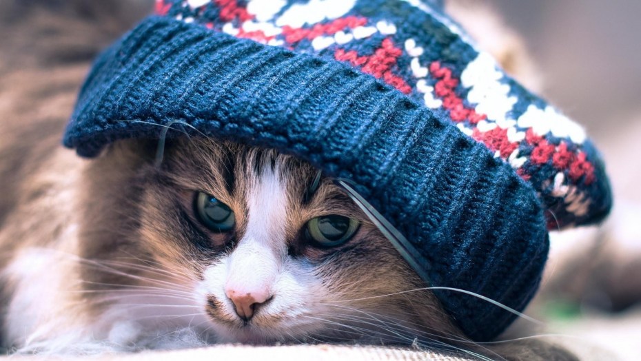Котенок в шапочке